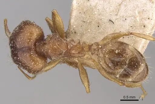 Pheidole megacephala - CASENT0906510