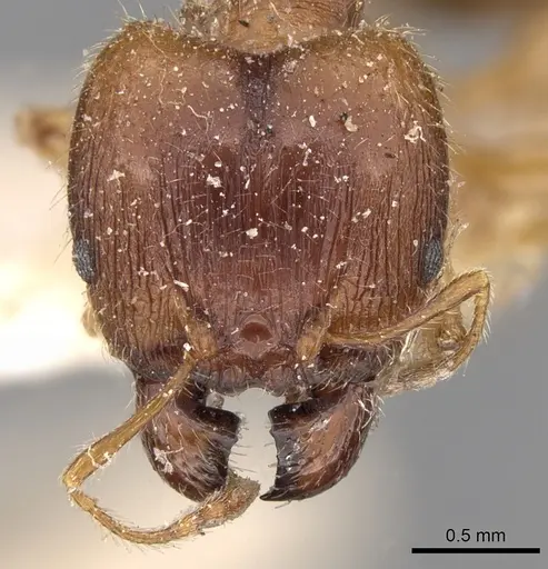 Pheidole megacephala - CASENT0906510