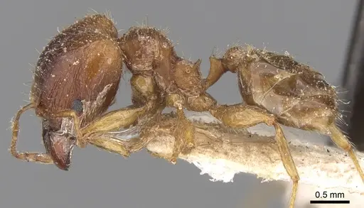 Pheidole megacephala - CASENT0906510