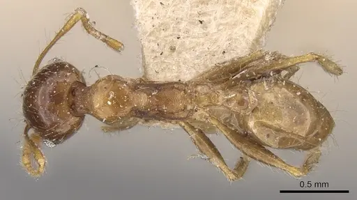 Pheidole megacephala - CASENT0906511