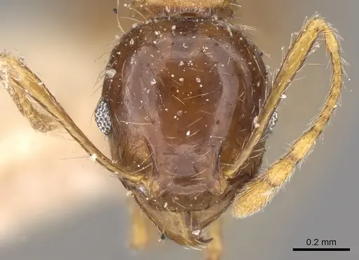 Pheidole megacephala - CASENT0906511