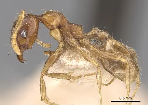 Pheidole megacephala - CASENT0906511