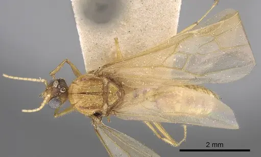 Pheidole megacephala - CASENT0906512