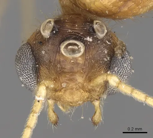 Pheidole megacephala - CASENT0906512