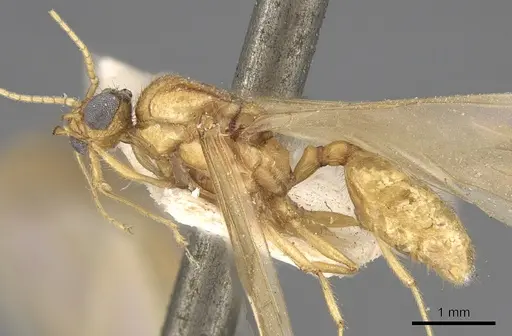 Pheidole megacephala - CASENT0906512