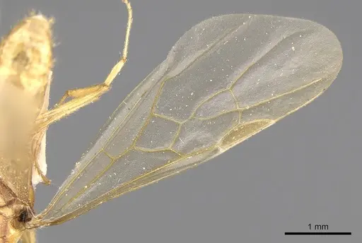 Pheidole megacephala - CASENT0906512