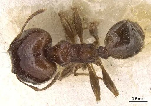 Pheidole megacephala - CASENT0906513