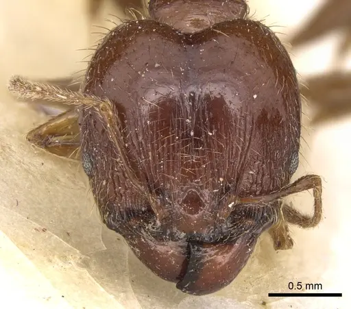 Pheidole megacephala - CASENT0906513