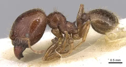 Pheidole megacephala - CASENT0906513