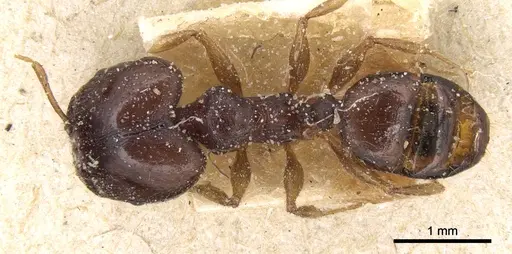 Pheidole megacephala - CASENT0906514