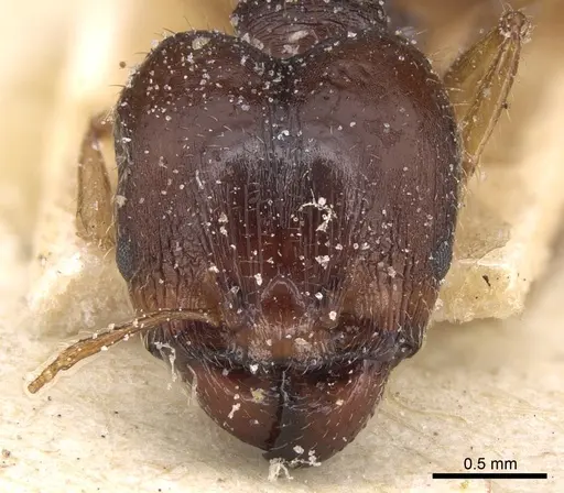 Pheidole megacephala - CASENT0906514