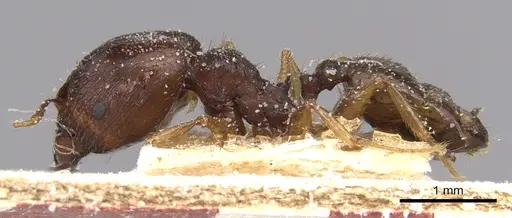 Pheidole megacephala - CASENT0906514