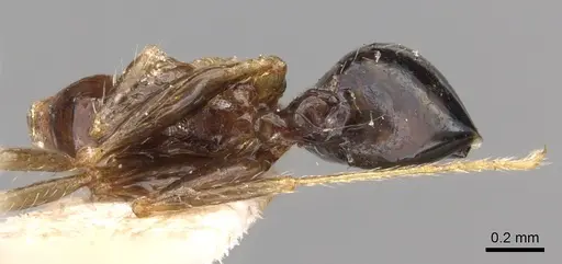 Pheidole megacephala - CASENT0906517