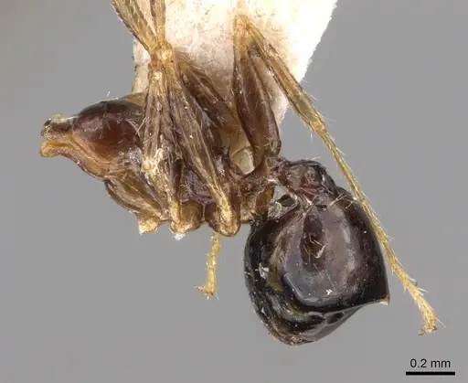 Pheidole megacephala - CASENT0906517