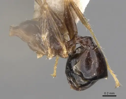 Pheidole megacephala - CASENT0906517