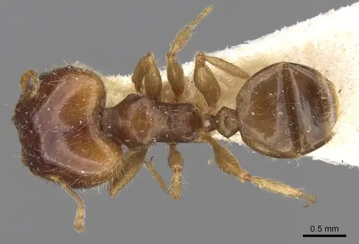 Pheidole megacephala - CASENT0906518