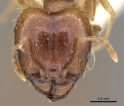 Pheidole megacephala - CASENT0906518