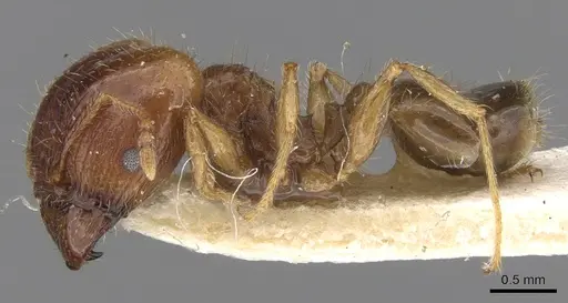 Pheidole megacephala - CASENT0906518