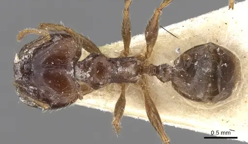 Pheidole megacephala - CASENT0906519