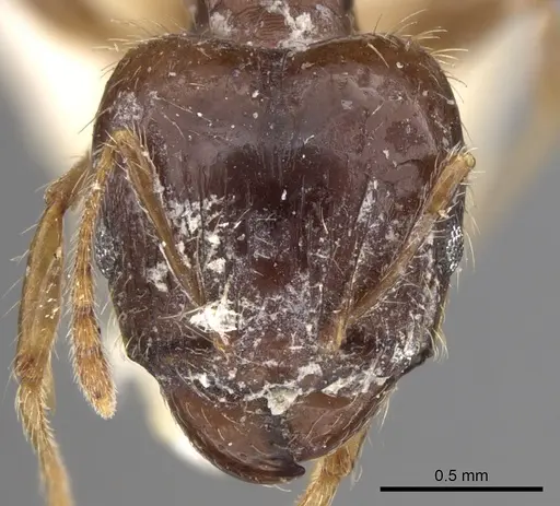 Pheidole megacephala - CASENT0906519