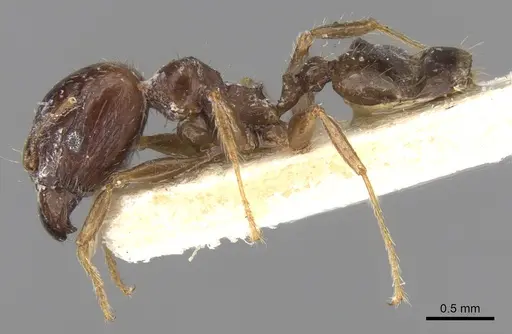 Pheidole megacephala - CASENT0906519