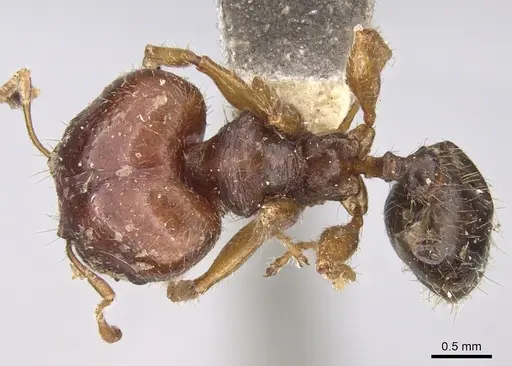 Pheidole megacephala - CASENT0906522
