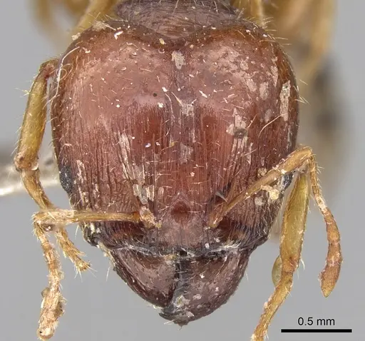Pheidole megacephala - CASENT0906522