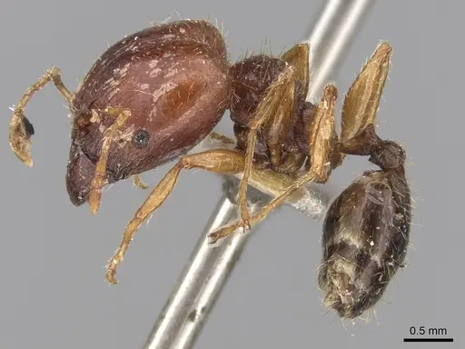 Pheidole megacephala - CASENT0906522