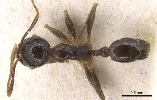 Pheidole megacephala - CASENT0906532
