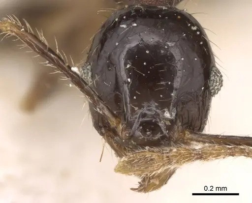 Pheidole megacephala - CASENT0906532