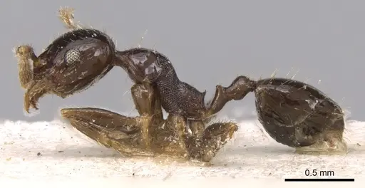 Pheidole megacephala - CASENT0906532