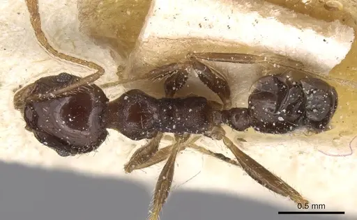 Pheidole megacephala - CASENT0906533