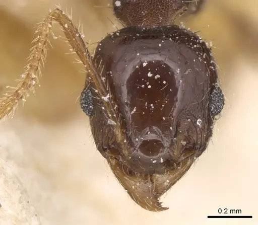 Pheidole megacephala - CASENT0906533