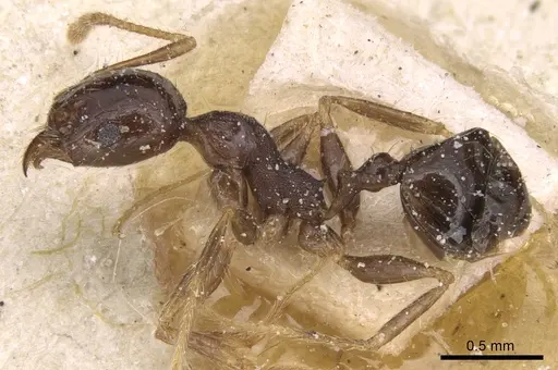 Pheidole megacephala - CASENT0906533