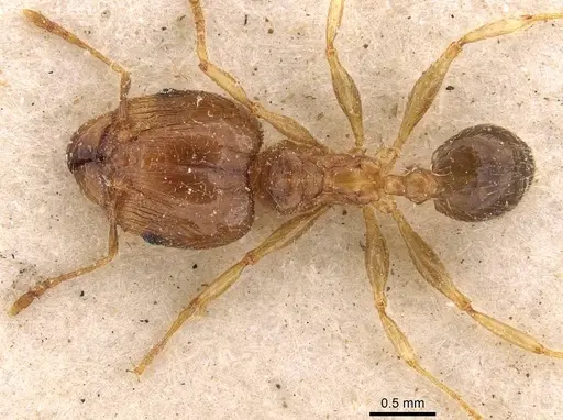Pheidole megacephala - CASENT0907781
