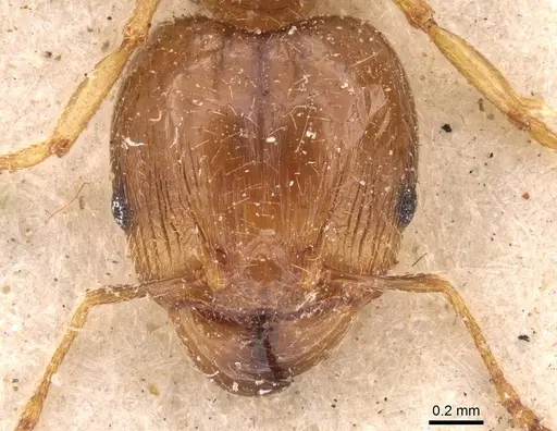 Pheidole megacephala - CASENT0907781