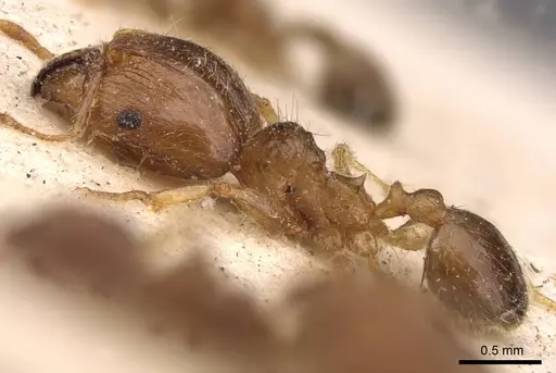 Pheidole megacephala - CASENT0907781