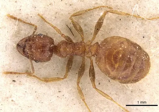 Pheidole megacephala - CASENT0907782