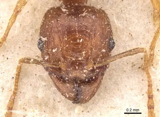 Pheidole megacephala - CASENT0907782