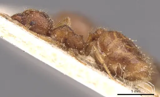 Pheidole megacephala - CASENT0907782