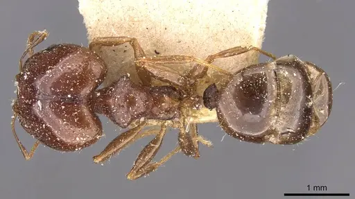Pheidole megacephala - CASENT0907783