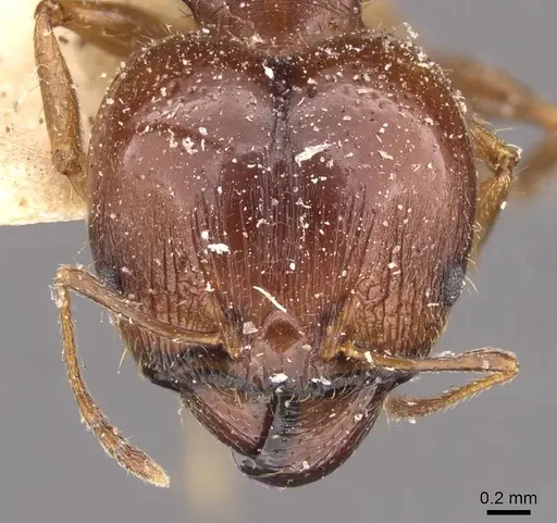 Pheidole megacephala - CASENT0907783