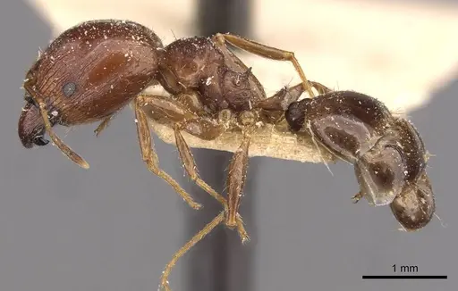 Pheidole megacephala - CASENT0907783