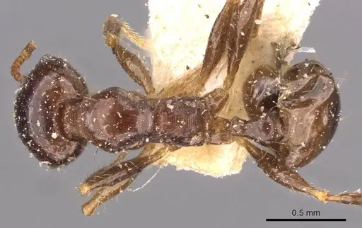 Pheidole megacephala - CASENT0907784