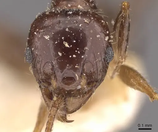 Pheidole megacephala - CASENT0907784