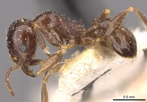Pheidole megacephala - CASENT0907784