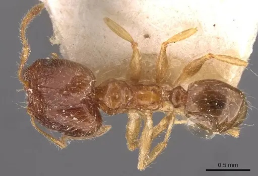 Pheidole megacephala - CASENT0907785