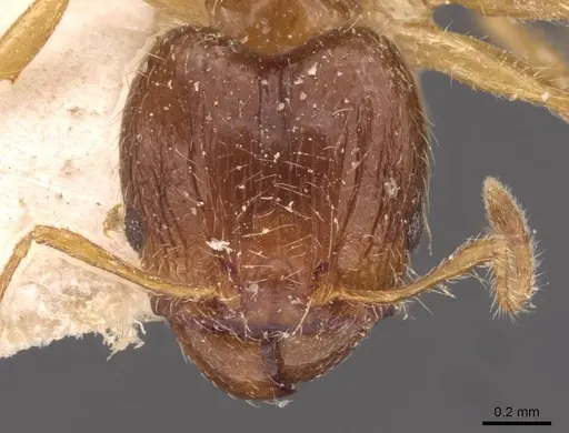 Pheidole megacephala - CASENT0907785
