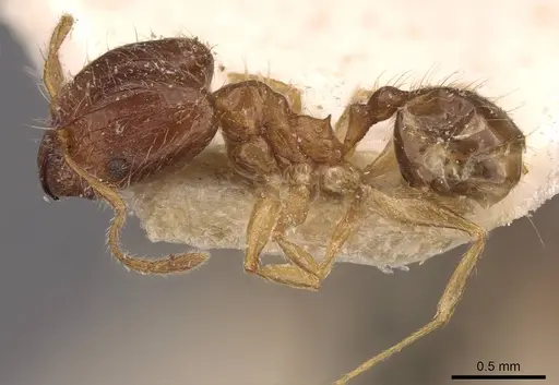 Pheidole megacephala - CASENT0907785