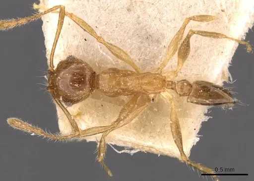 Pheidole megacephala - CASENT0907786